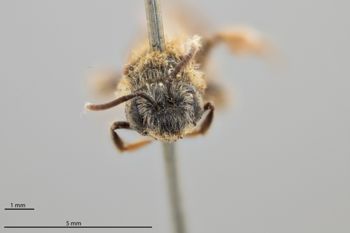 Media type: image;   Entomology 770948 Aspect: head frontal view